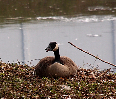 [A front view of a goose sitting on the ground where the nest was built. She has her bill open slightly. Behind her is a pond.]